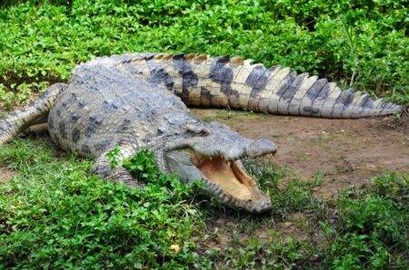 Human remains found in two crocodiles after search for missing fisherman