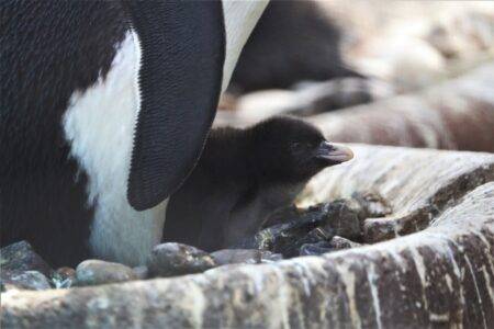 Edinburgh Zoo welcomes first penguin chick of 2023 and it’s a cutie