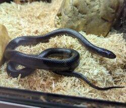 Foot-long kingsnake found in person’s flat captured with a pillowcase