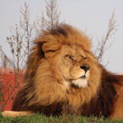 Lion rescued from Romanian zoo dies after 13 years at UK wildlife park