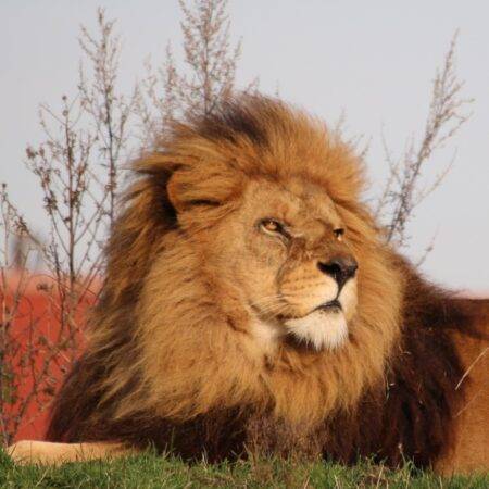Lion rescued from Romanian zoo dies after 13 years at UK wildlife park