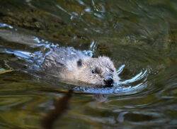 Baby beaver boom in Forest of Dean as new arrivals take a dip