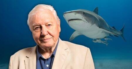 Sir David Attenborough’s crew attacked by sharks in terrifying interaction ‘like something from Jaws’