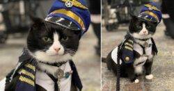 Airport hires a cat to sooth nervous travellers