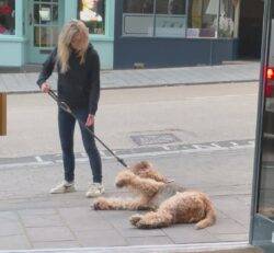 Dog refuses to walk past pub without going in for a pint