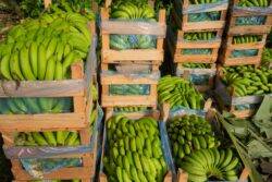 Cocaine worth £2,750,000 found crammed in banana containers