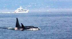 Sailor’s boat ‘thrown around like a rag doll’ in another killer whale attack