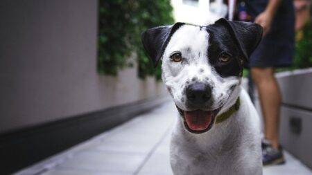 Dogs in this French town will have their DNA tested to crack down on poo problem