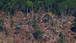 Amazon deforestation down by a third in 2023, says Brazilian government