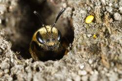 Why huge swarms of bees are appearing across the UK and are they deadly?