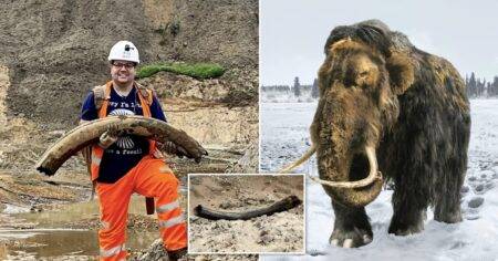 Fossil hunters stumble across remarkable find in UK quarry