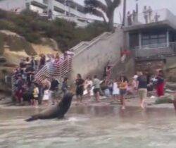 Huge sea lion charges at children who get too close on beach