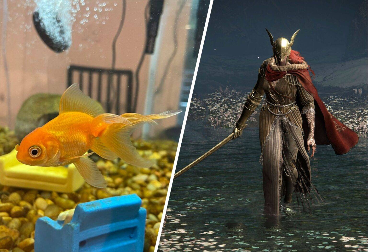 A goldfish named Tortellini just beat Malenia in Elden Ring