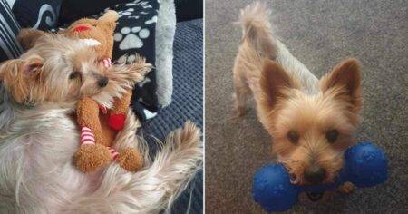 Mum traumatised after her tiny Yorkshire Terrier was attacked and killed by pitbull