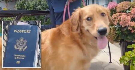 Dog chews groom-to-be’s passport days before couple set to fly for destination wedding