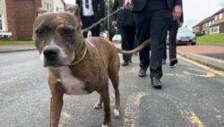 ‘His best friend was by his side’: Dog leads funeral procession for late owner