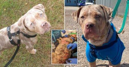 Dog called Goose had oatmeal baths and sunbathing sessions to treat ‘awful’ sores and scabs