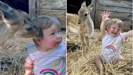 Orphaned deer fawn is best mates with her keeper’s baby daughter