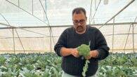 Libya and Jordan: How big a solution is hydroponics in two of the world’s driest countries?