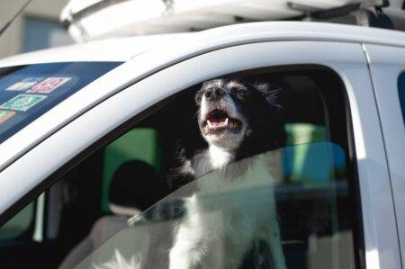 Dog heatwave advice: ‘There is no safe amount of time to leave them in hot cars’