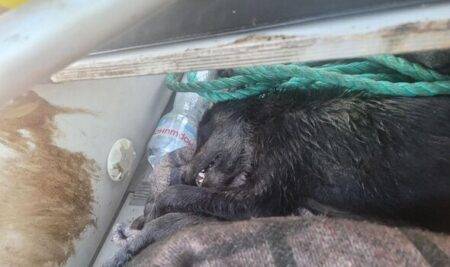 World’s bravest dog who cheated death twice in Ukraine finds new home