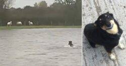 Clever sheepdog rescues three ewes stranded by Storm Babet