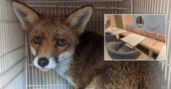 Fox breaks into dog cafe, trashes the place, and is found asleep in cupboard