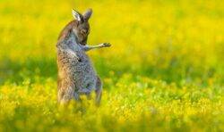 Joey rocks to top of comedy wildlife photos