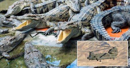 Low-flying helicopter sparks massive crocodile orgy in Australia