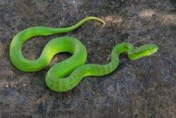 This snake has two penises… and they’re both forked