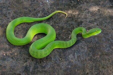 This snake has two penises… and they’re both forked