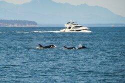 Sailors are blasting killer whales with death metal – it could go very wrong