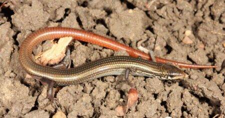 Golden lizard with snake’s tail feared extinct found alive and well