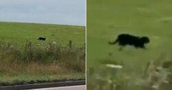 Man thinks he’s spotted a panther roaming free – in the Scottish countryside…