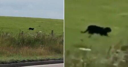 Man thinks he’s spotted a panther roaming free – in the Scottish countryside…