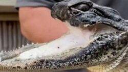 Alligator missing half its jaw is a picky eater three months after being rescued