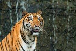 Zoo visitor eaten alive after jumping into tiger pen, staff found the cat ‘holding a shoe’