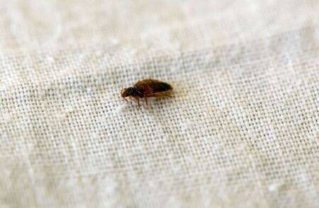 Two men arrested in France after elderly targeted by bedbug scam