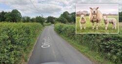 Remains of six dead sheep found dumped in garden after being ‘stolen’