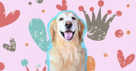 Golden retriever boyfriend? What breed is your beau