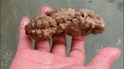 Scientists discover a cancer-fighting sea creature that looks like poo