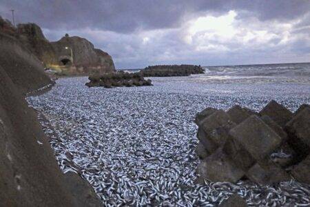 Thousands of tonnes of dead fish wash up on beach and nobody knows why