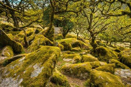 Lost rainforest dubbed ‘jewel’ of UK wildlife could be brought back to life