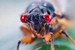 Mega-plague of sex-crazed insects set to hit for first time in 221 years