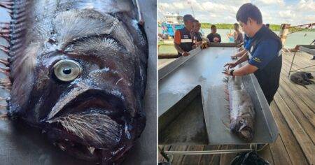 ‘Doomsday harbinger’ oarfish reeled in by fishermen sparking fears of natural disaster