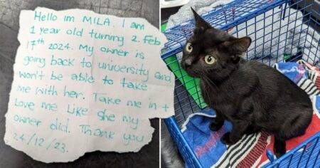 Cat dumped on Christmas Eve found with note reading: ‘Take me in and love me’