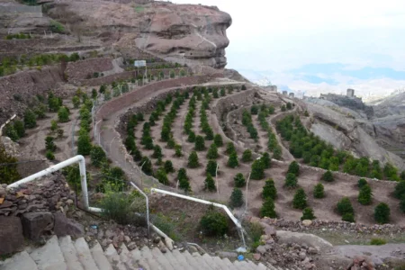 Naukowcy zaskoczeni: Arabica coffee evolved in Africa, but began to be cultivated in Yemen