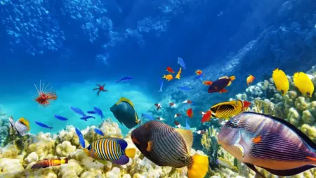 Australia to Protect 52% of its Oceans, More Than Any Other Country