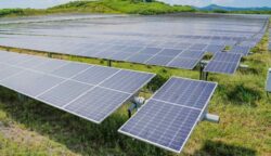 Experts Demonstrate How Solar Farms Can Become Hubs for ‘Biodiversity Enhancement’ at Every Level